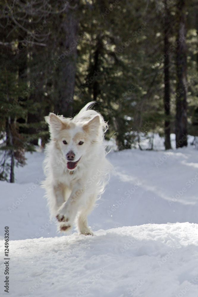 sammy running in snow sammy running in snow