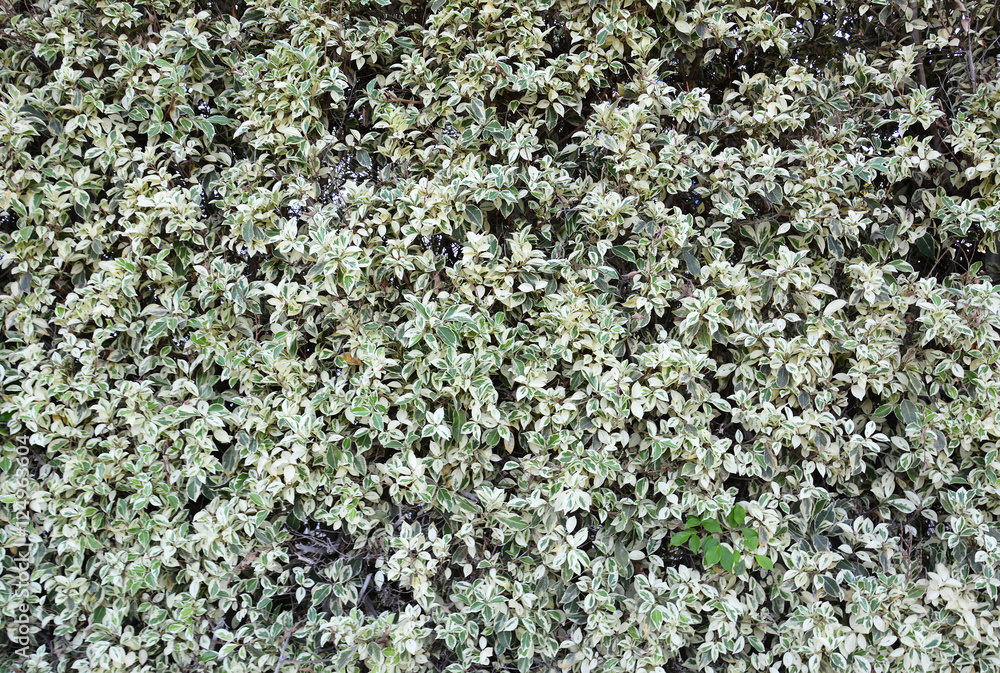 Big ficus shrubs texture. Nature Floral background.