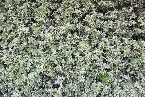Big ficus shrubs texture. Nature Floral background. 