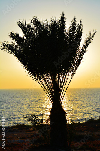 Palm tree silhouette on sunset tropical beach