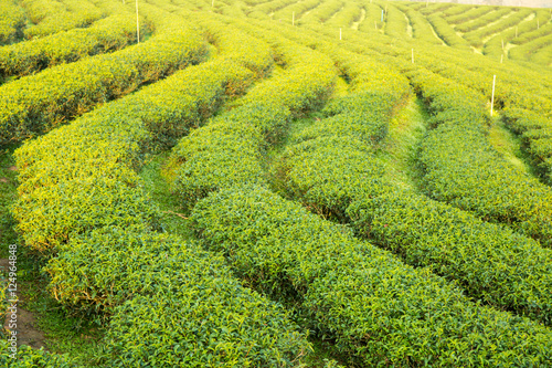 Tea plantation © voraorn