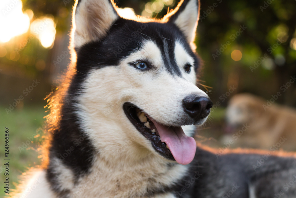 Husky dog sitting in the garden Husky dog sitting in the garden