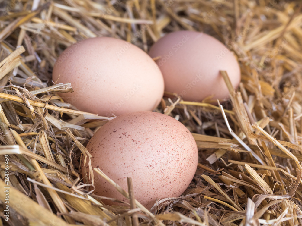 Close-up brown chicken eggs on a bed of straw Close-up brown chicken eggs on a bed of straw