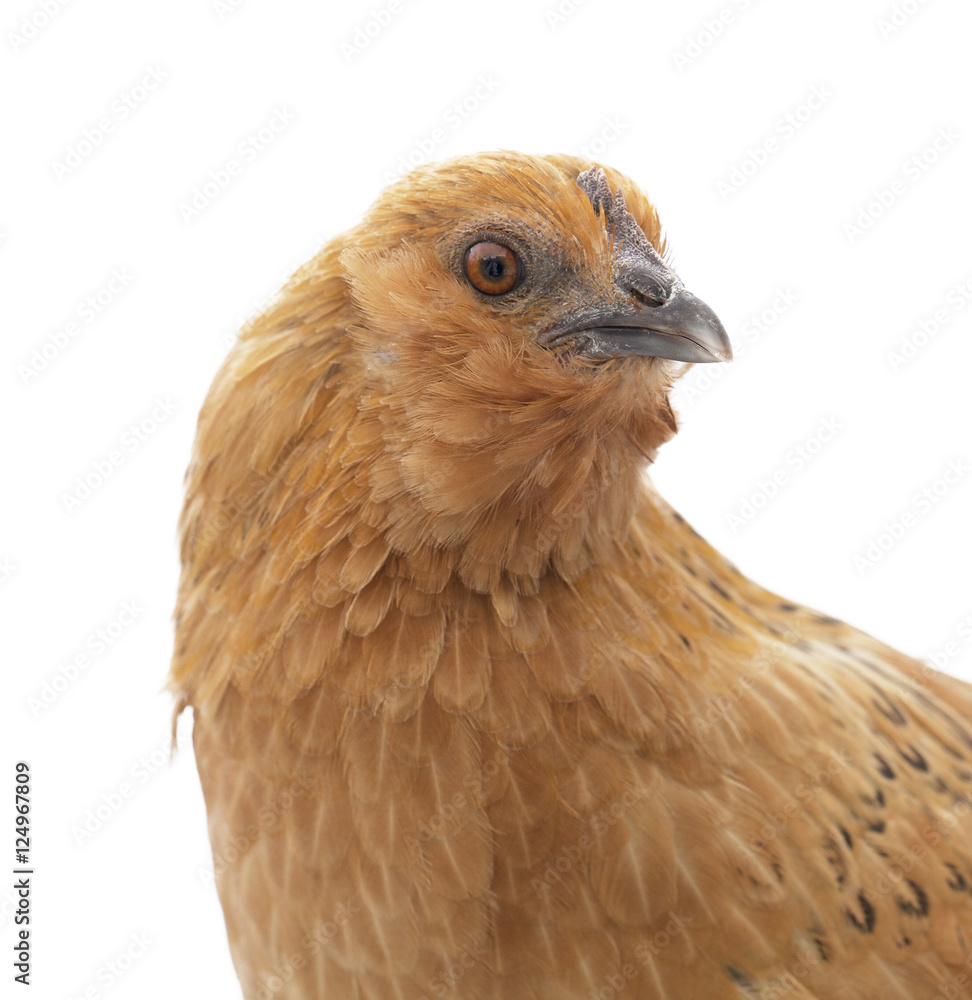 Isolated Chicken From The Farm Isolated Chicken From The Farm