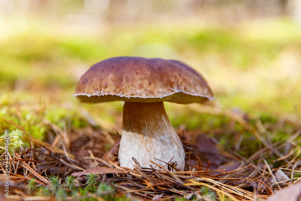 Mushrooms Boletus growing in forest. Autumn Cep Mushrooms. Mushr Mushrooms Boletus growing in forest. Autumn Cep Mushrooms. Mushr