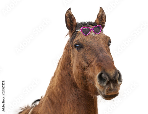 Isolated Horse Wearing Sunglasses