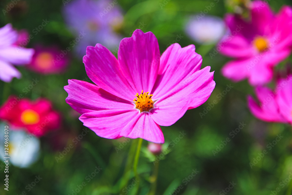 the cosmos flower in the field / A close up view of the cosmos flower in the field the cosmos flower in the field / A close up view of the cosmos flower in the field