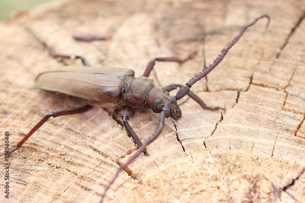 Megopis scabricornis - a longhorn beetle Megopis scabricornis - a longhorn beetle