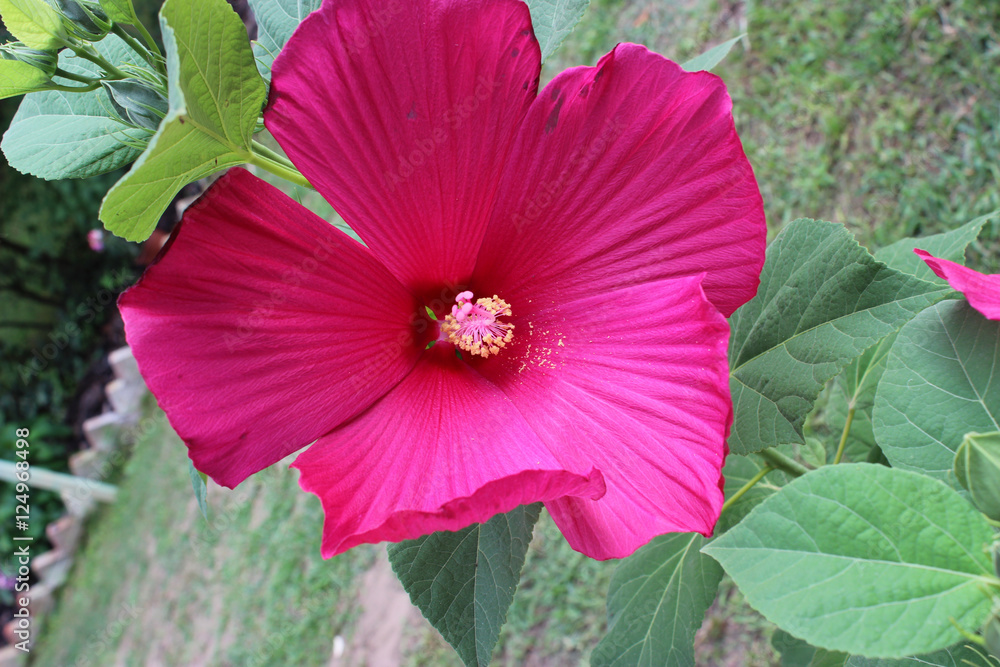 Hibiscus moscheutos