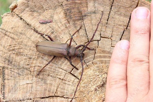 Megopis scabricornis photo