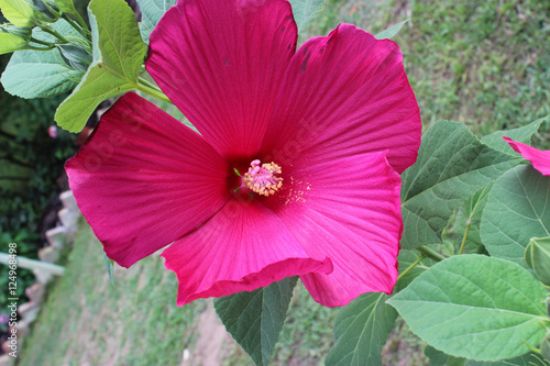 Obraz na płótnie Hibiscus moscheutos w salonie