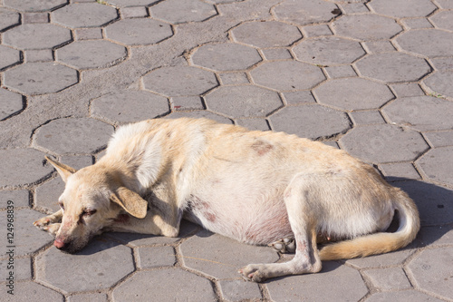 Thai stray pregnant dog © prwstd