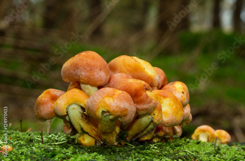 Young mushrooms, probably Rufous Milkcap (Lactarius rufus) on a treetrunk