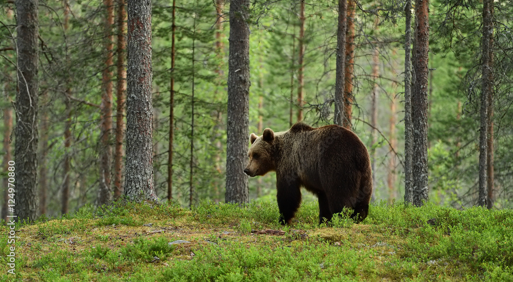 brown bear in a forest landscape