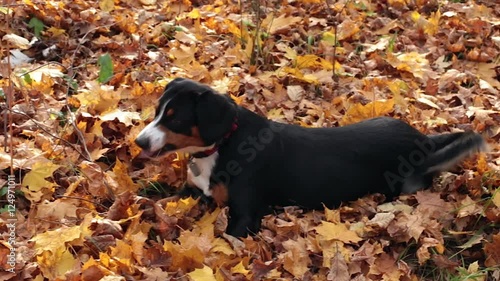 Dog in the Autumn Park