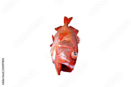 Red fish, Deep water fish isolated on white background