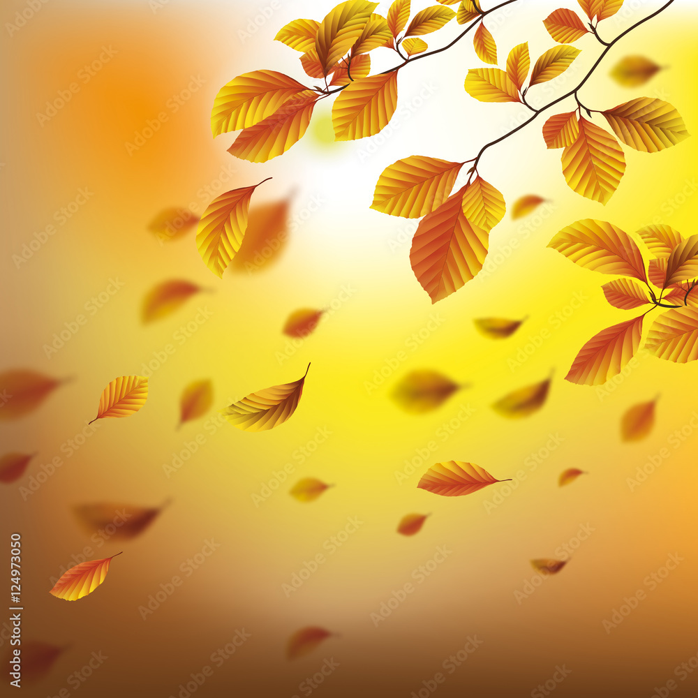 Autumn Foliage Fall Beech Corofull Background Autumn Foliage Fall Beech Corofull Background