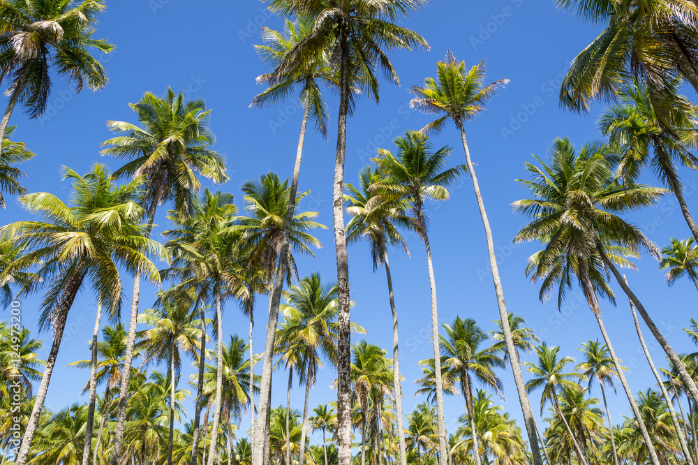 Bright grove of tall palm trees in a plantation on the Coconut Coast in Nordeste Bahia, Brasil Bright grove of tall palm trees in a plantation on the Coconut Coast in Nordeste Bahia, Brasil