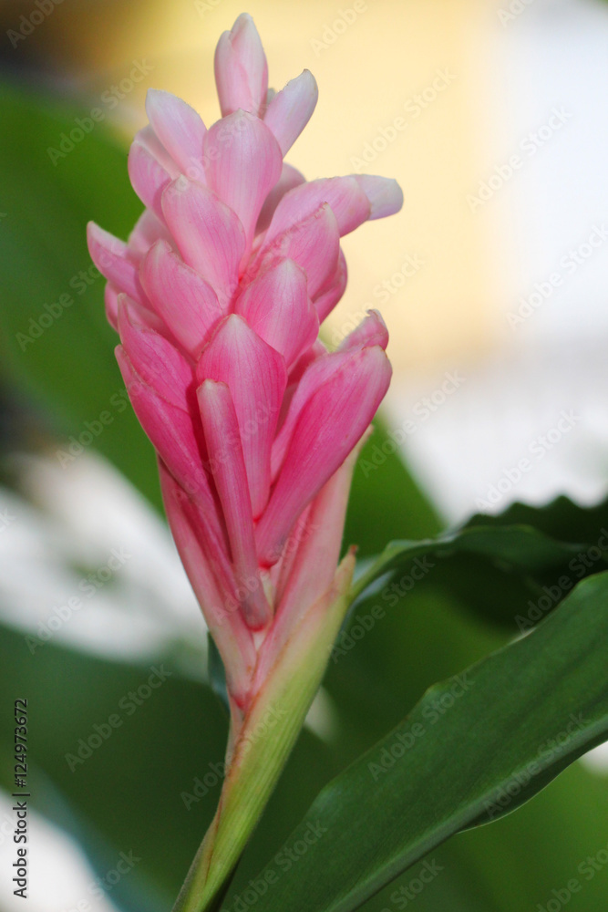 Obraz premium heliconia rose