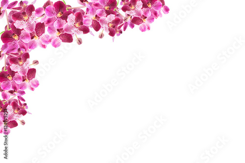 Fototapeta Naklejka Na Ścianę i Meble -  Beautiful orchid flower frame on white background.