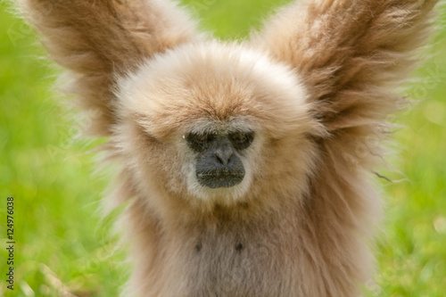 Wallpaper Mural Gibbon à mains blanches, Hylobates lar Torontodigital.ca