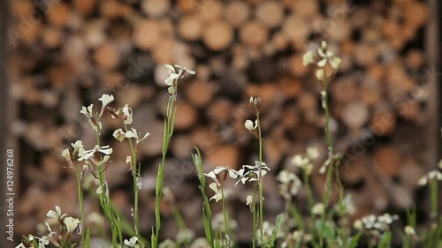 Flowers in bloom against chooped firewood photo