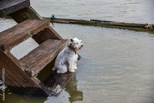 the dog sitting on Wooden stairs at Waterfront home photo