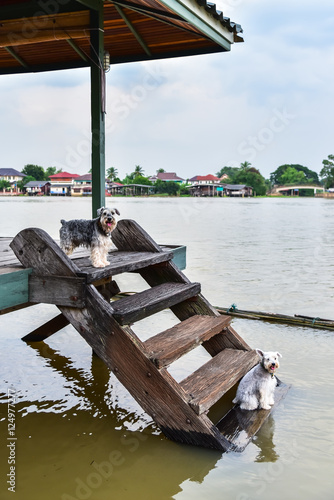 the dog sitting on Wooden stairs at Waterfront home photo