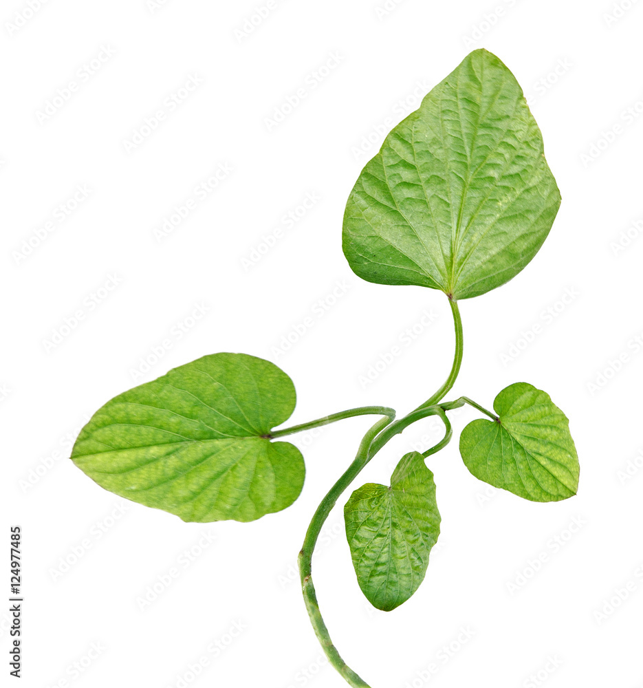 Sweet potato vine isolated on white background Sweet potato vine isolated on white background