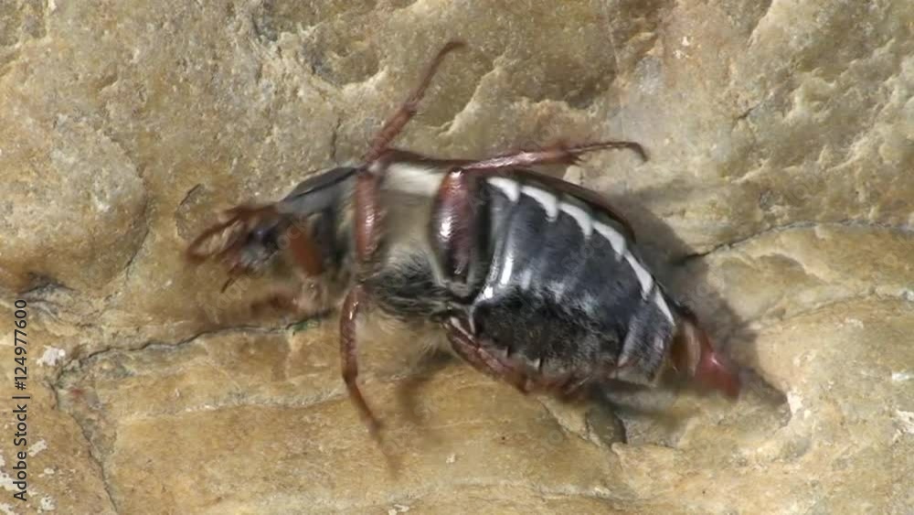 Ein Maikäfer liegt am Rücken und zappelt verzweifelt um auf die Beine zu kommen Ein Maikäfer liegt am Rücken und zappelt verzweifelt um auf die Beine zu kommen