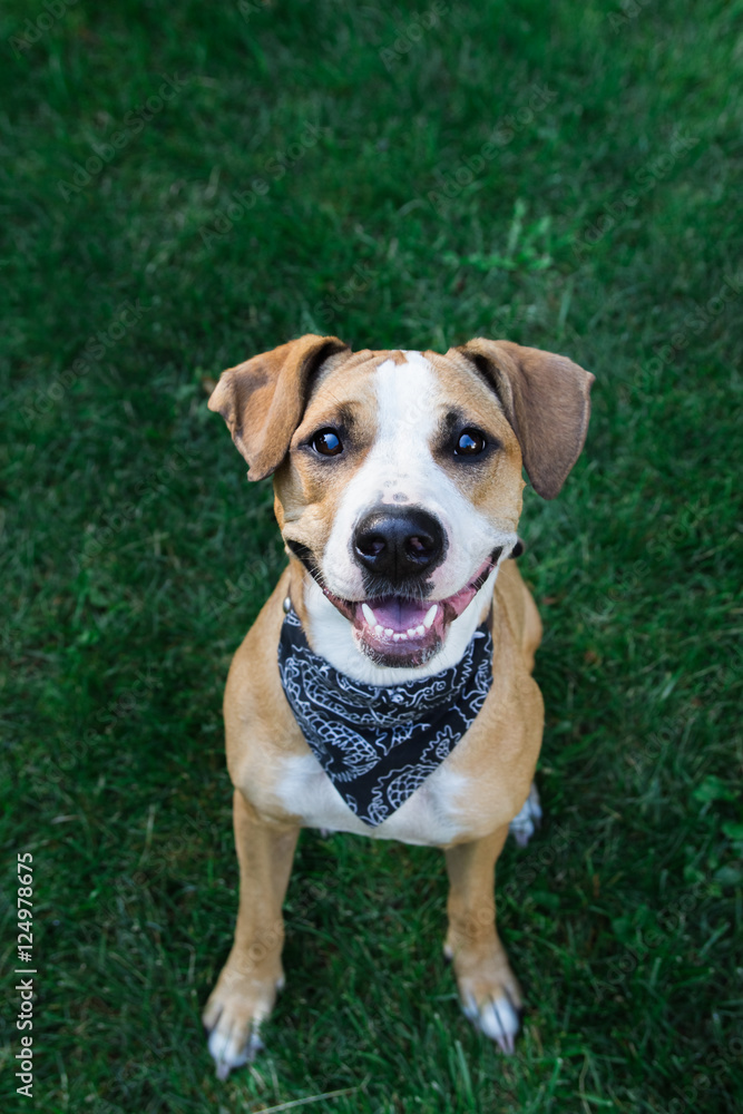 Happy dog in bandana looking up