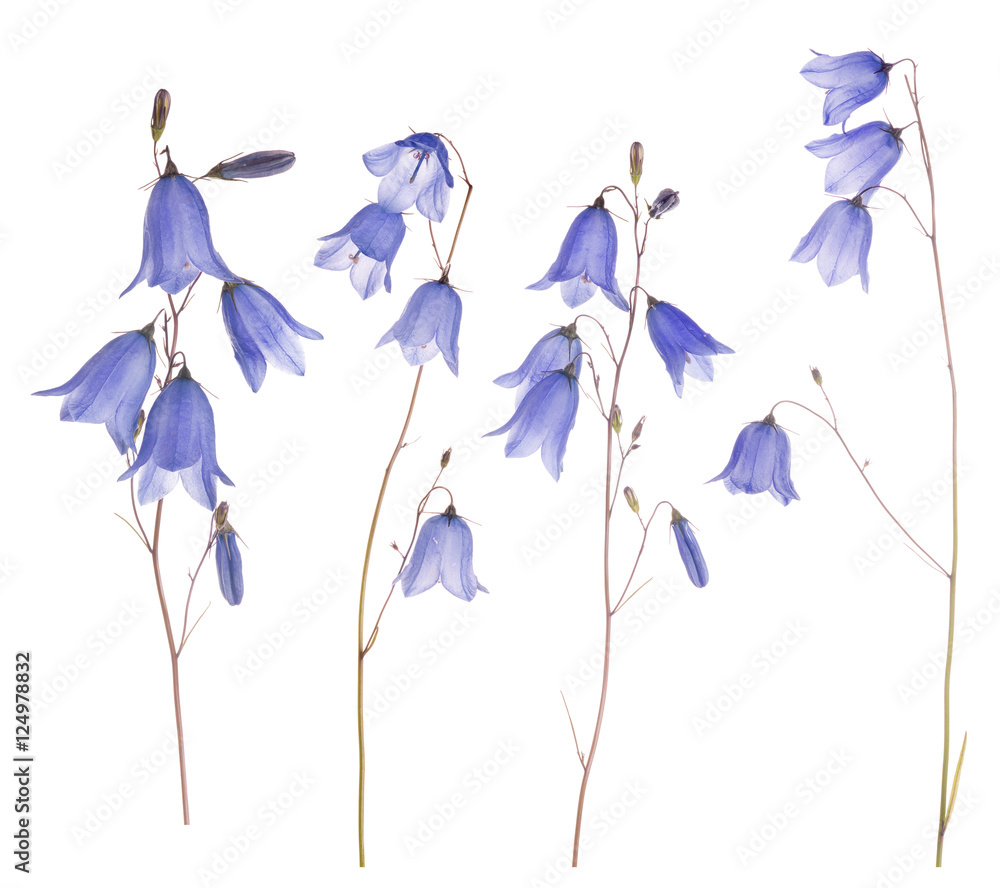 set of four blue forest isolated bellflowers set of four blue forest isolated bellflowers