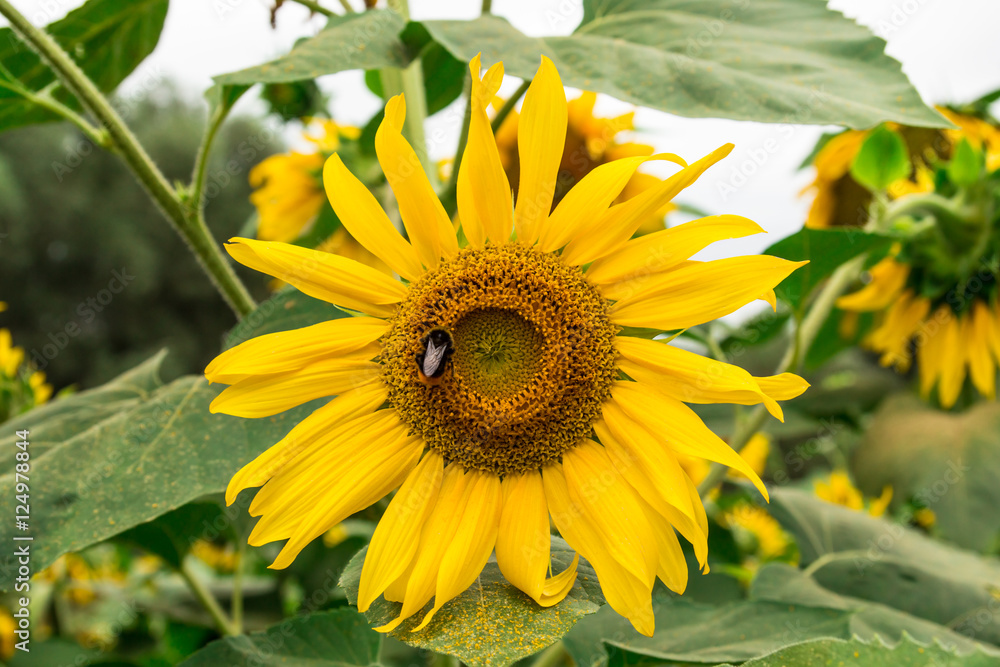 Obraz premium Bumblebee on yellow sunflower in the garden