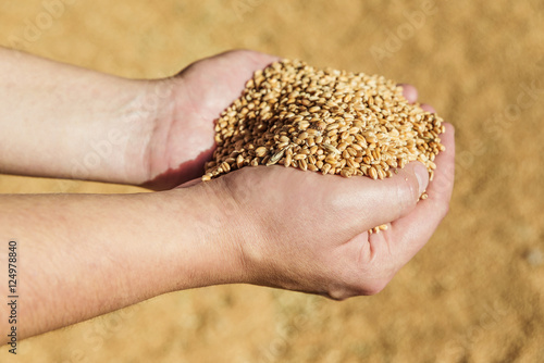 Men's hands holding ripe wheat
