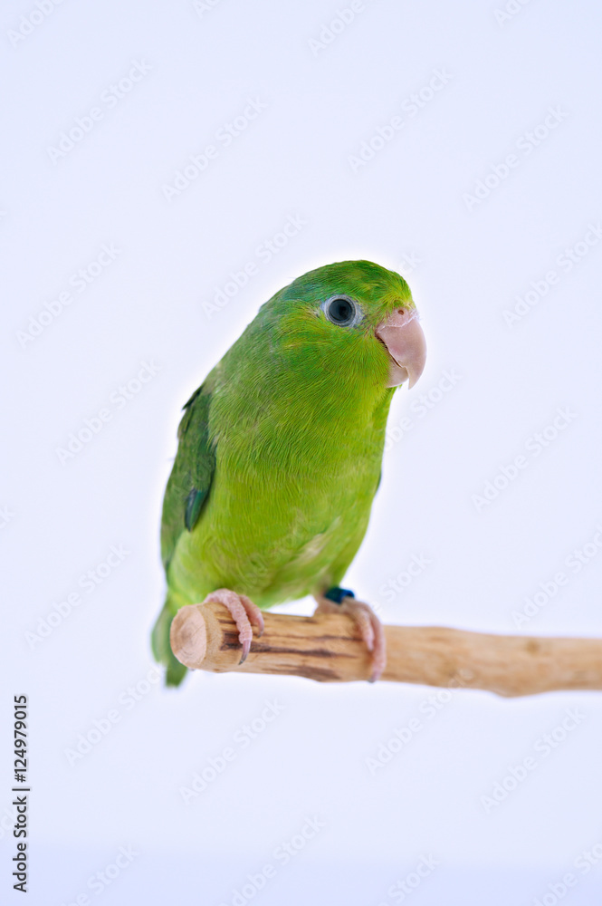 Naklejka premium Pacific Parrot