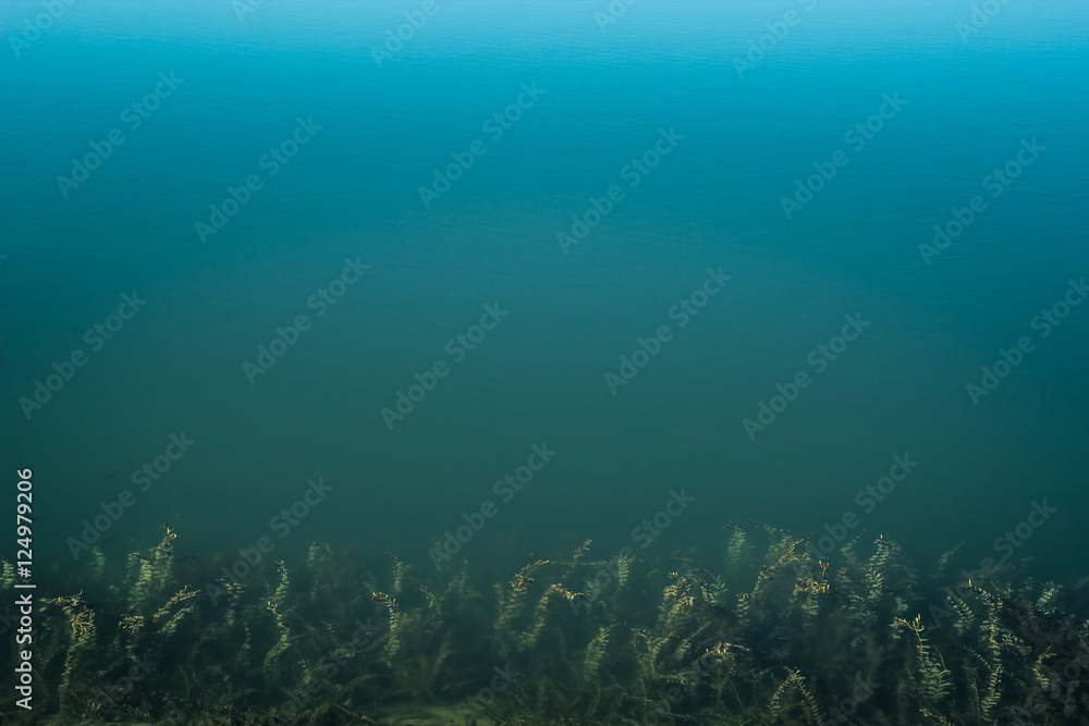 Clean blue water, sea weed