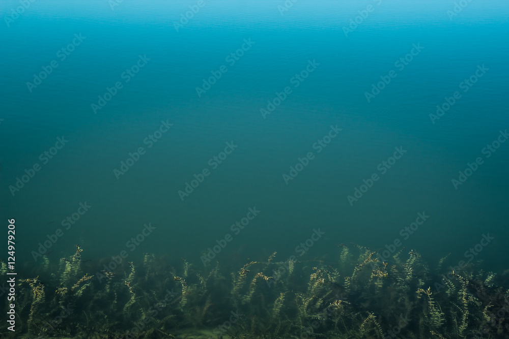 Fototapeta premium Clean blue water, sea weed