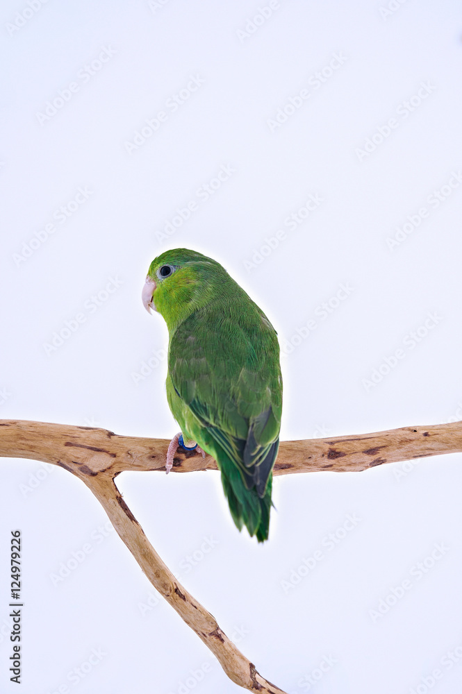 Naklejka premium Pacific Parrot