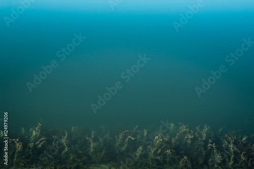 Clean blue water, sea weed