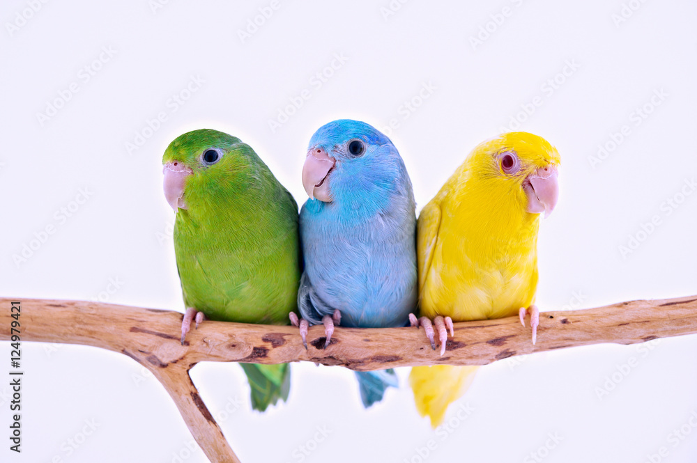 Naklejka premium Pacific Parrot