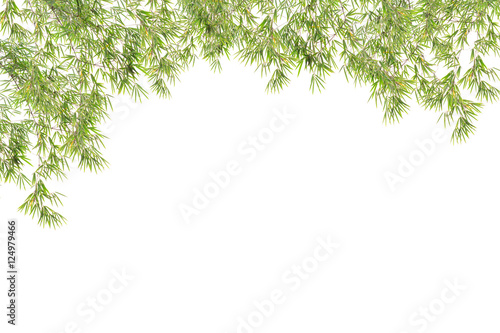 Wood floor with Green leaves frame on white background