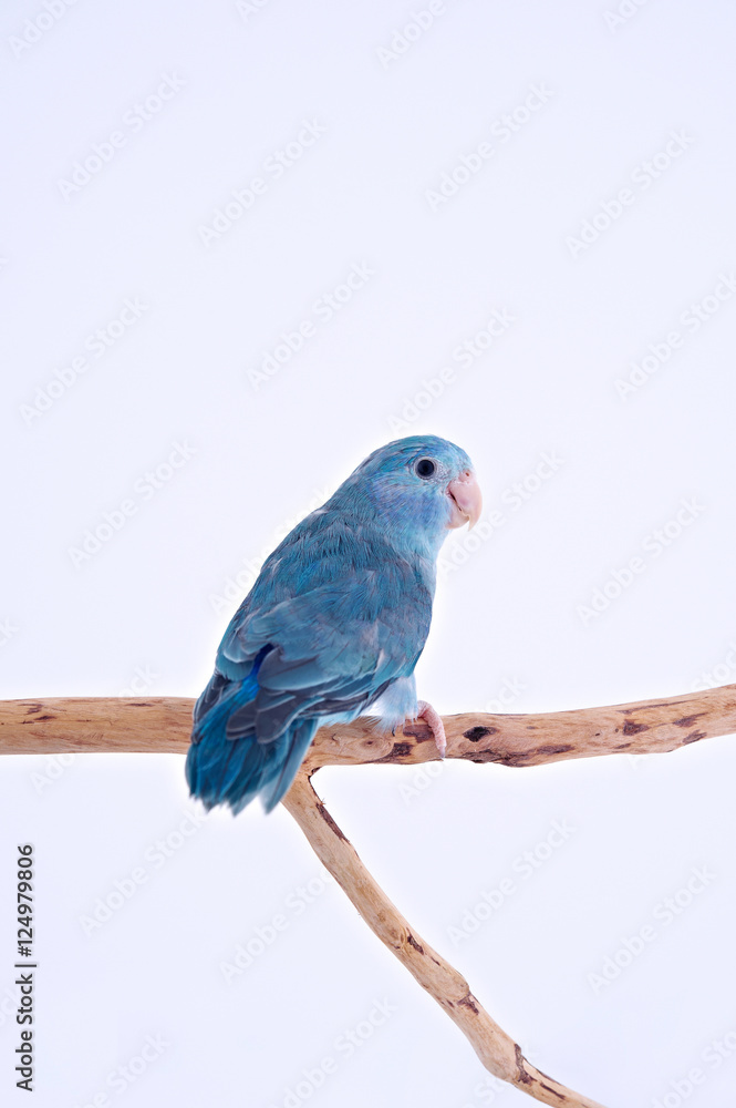 Obraz premium Pacific Parrot