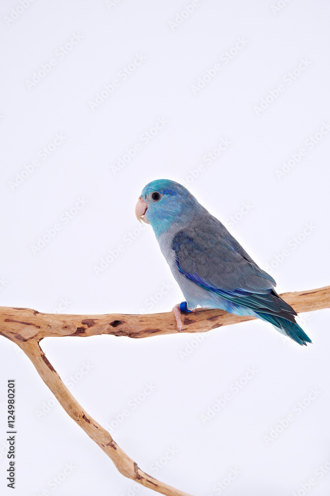 Fototapeta premium Pacific Parrot