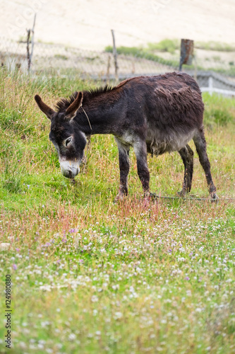 Black donkey in field