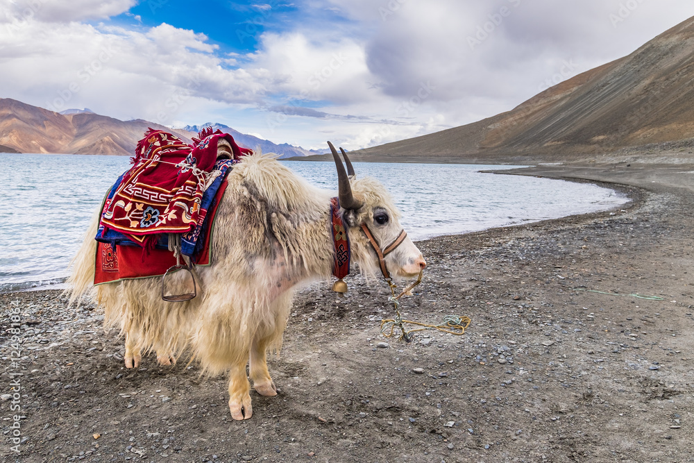 Ladakh Yak Ladakh Yak