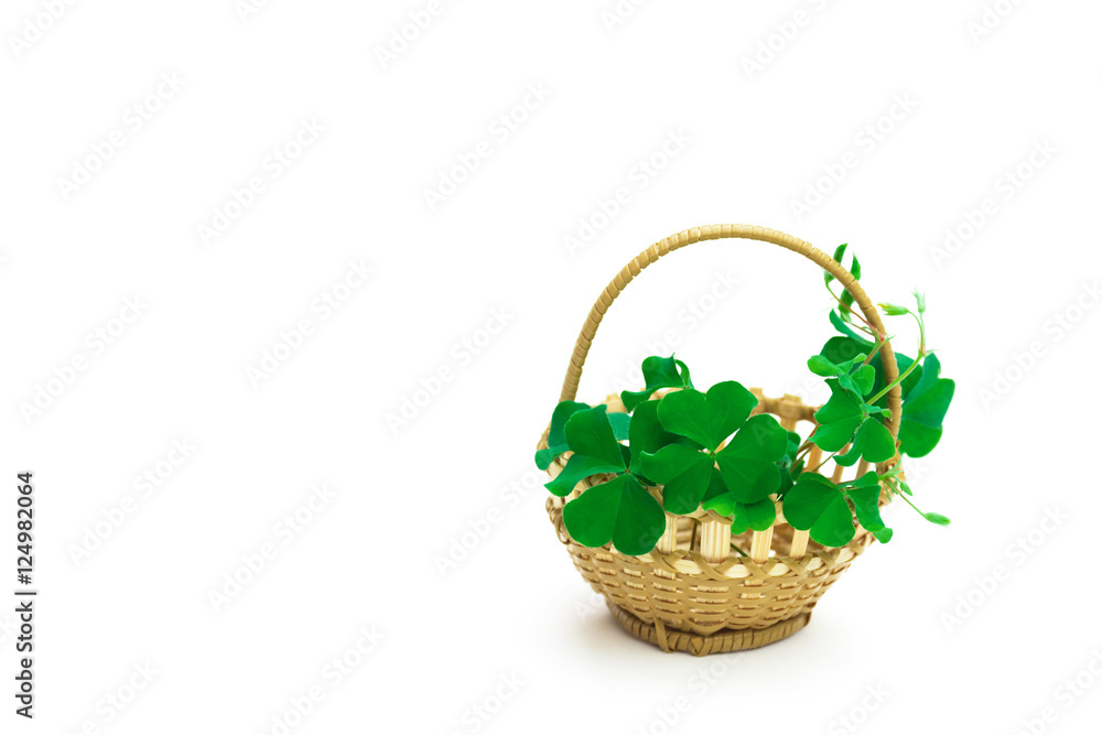 Beautiful green leaves of clover in woven baskets from bamboo. Beautiful green leaves of clover in woven baskets from bamboo.