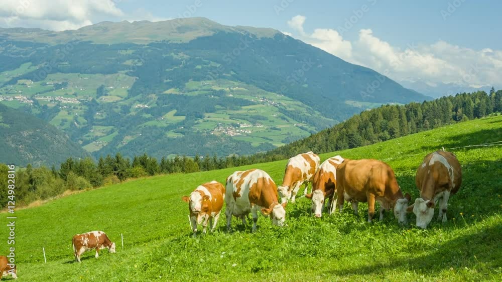 Cows grazing in alpine meadows in South Tyrol, Dolomites, Italy
Cows grazing in alpine meadows in South Tyrol, Dolomites, Italy