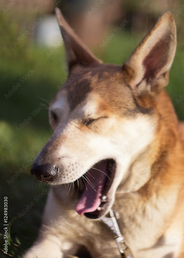 yard dog yawns