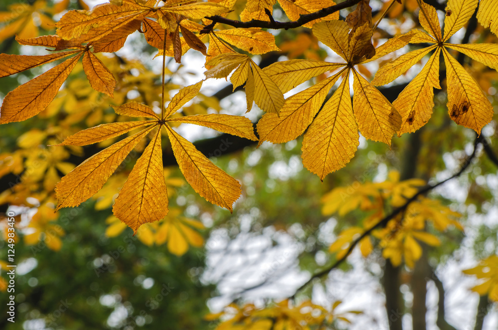 Fototapeta premium AUTUMN CHESTNUT
