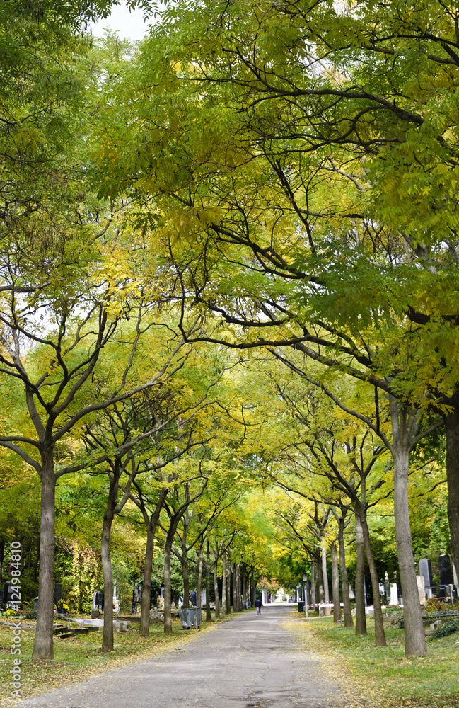 Fototapeta premium Allee mit Robinien